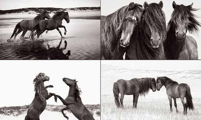 Дикие лошади острова Сейбл на потрясающих черно-белых снимках (10 фото)