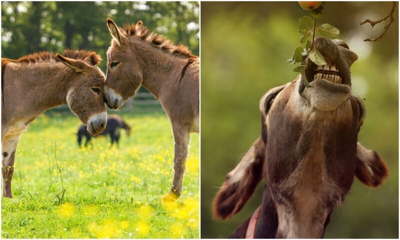 20+ чудесных фото осликов, которые показывают, какие они милые животные (30 фото)
