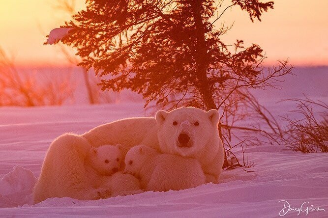 Как фотограф провел 117 часов на 50-градусном морозе ради уникальных фото белых медведей (17 фото)